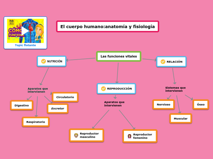 Las funciones vitales - Mind Map